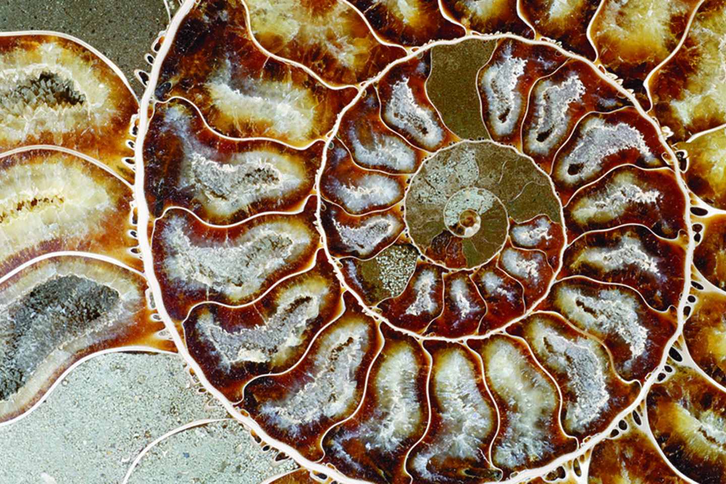 nautilus training.jpg