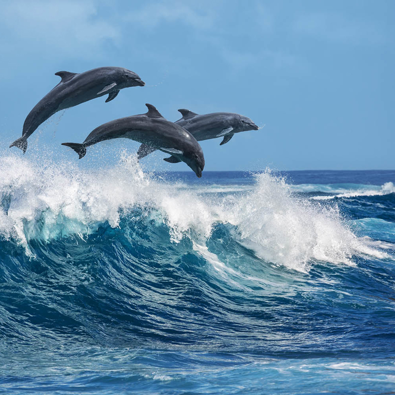 Group Of Dolphins