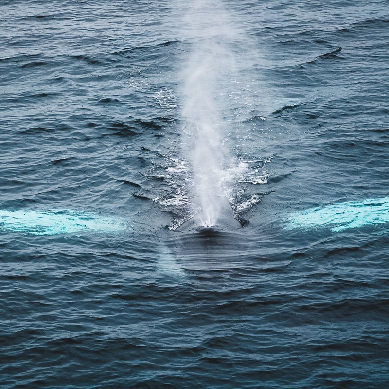 O'sullivan, Sean Humpback Whale
