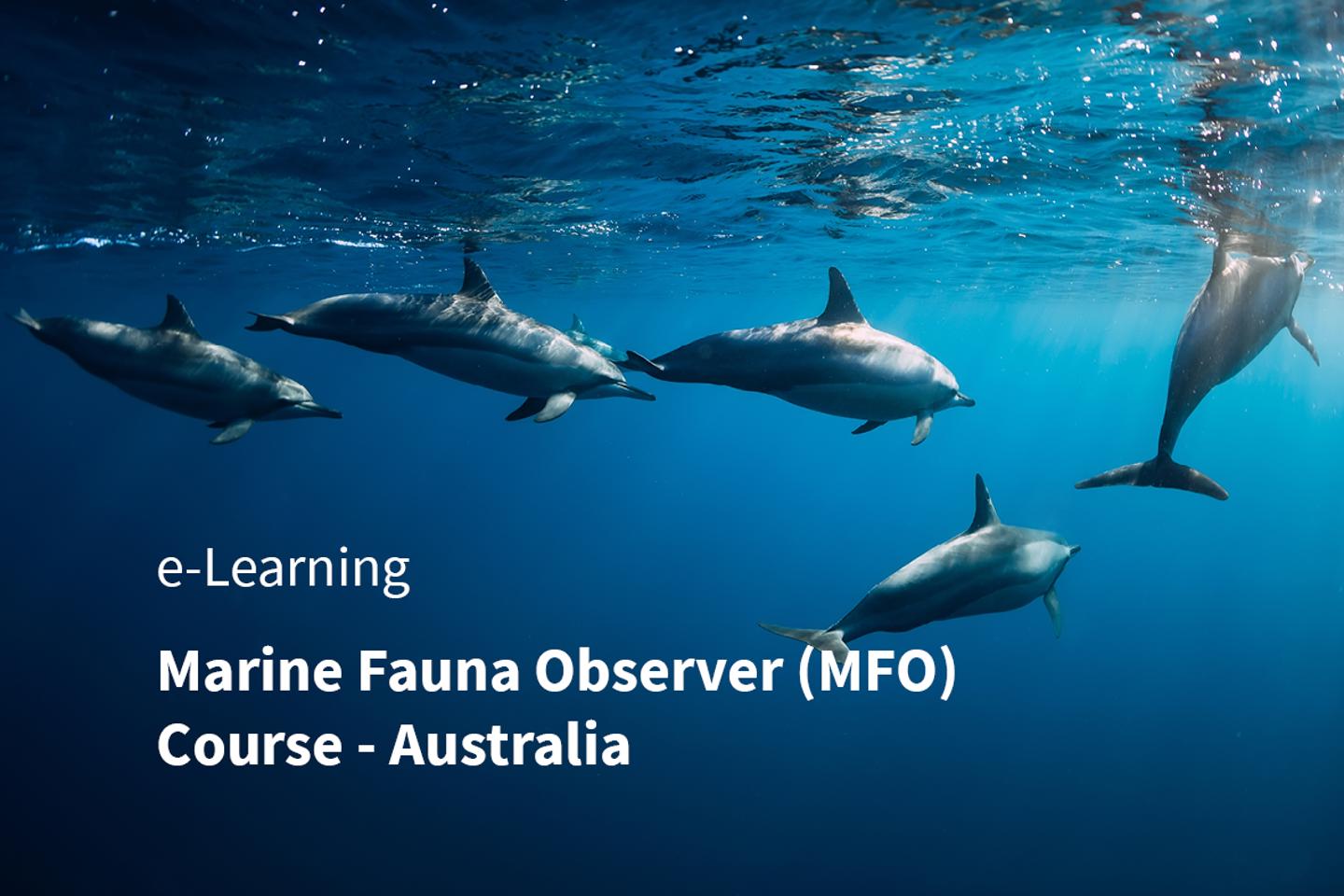 MFO&PSO Discipline Subject Area Cards 1