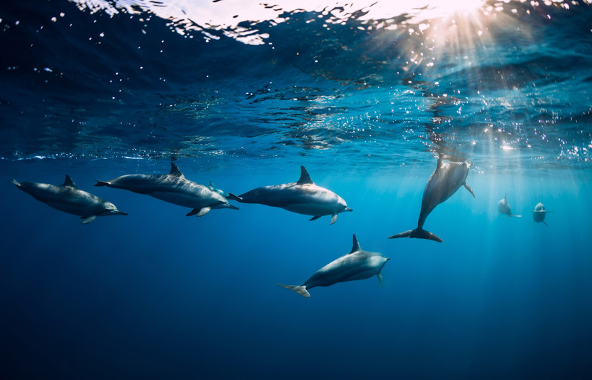 Shutterstock 1531367378 Spinner Dolphins Underwater In Blue Ocean (2)